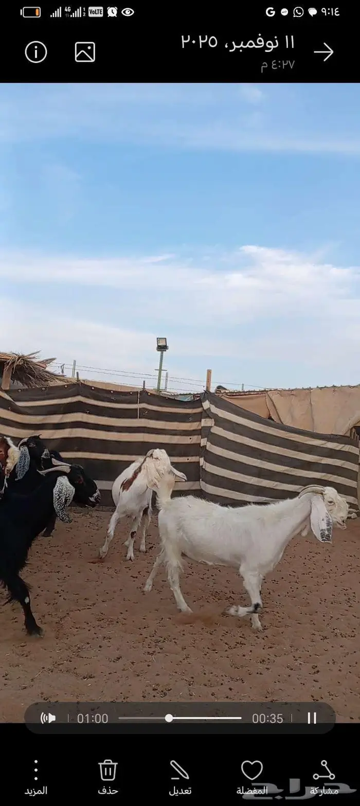 للبيع معزا مشاريك خصم دفيع وحصيب بتولد 0