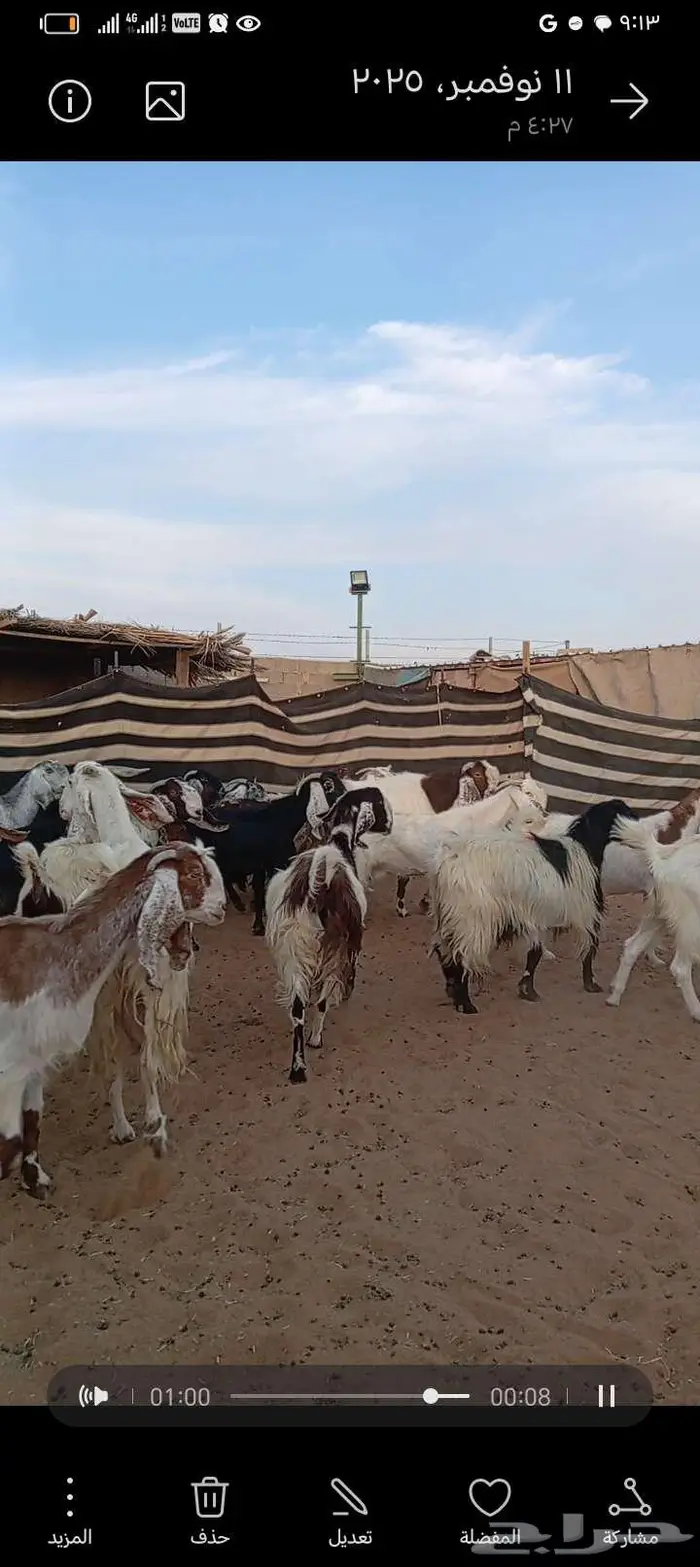 للبيع معزا مشاريك خصم دفيع وحصيب بتولد 1