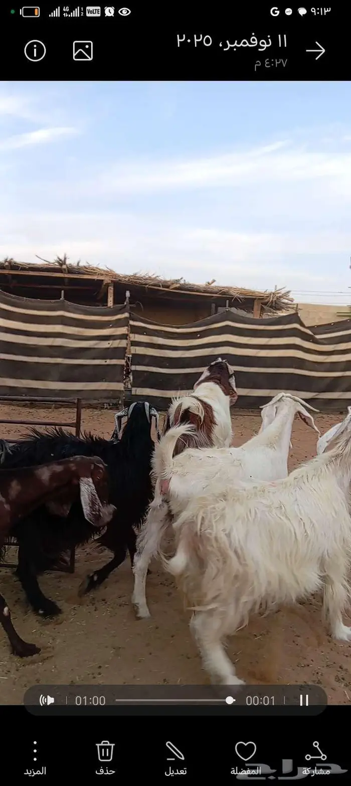 للبيع معزا مشاريك خصم دفيع وحصيب بتولد 2