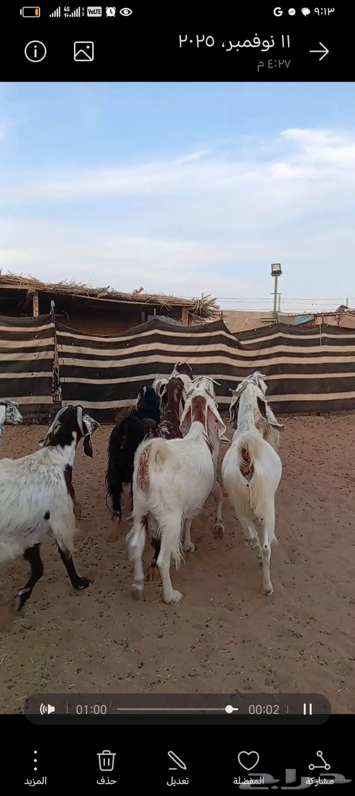 للبيع معزا مشاريك خصم دفيع وحصيب بتولد 3