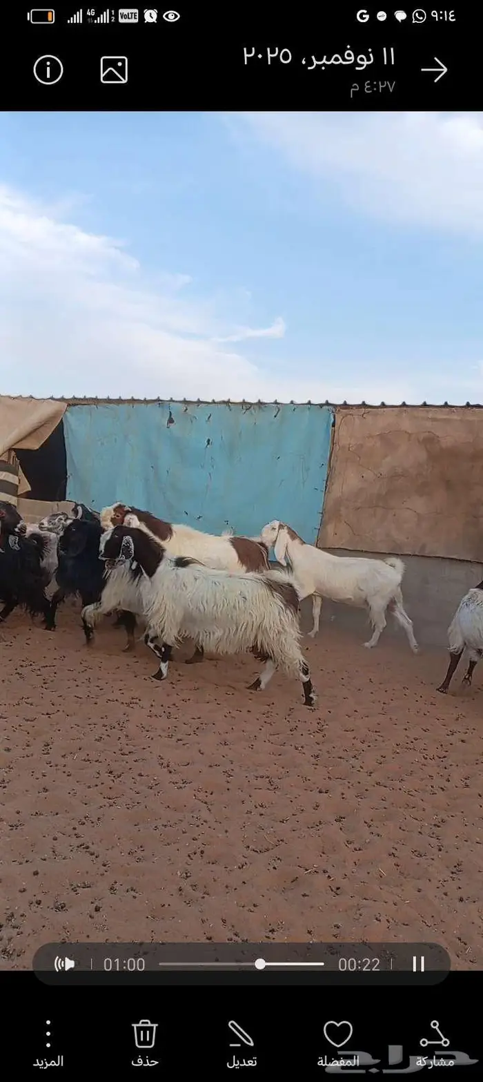 للبيع معزا مشاريك خصم دفيع وحصيب بتولد 5