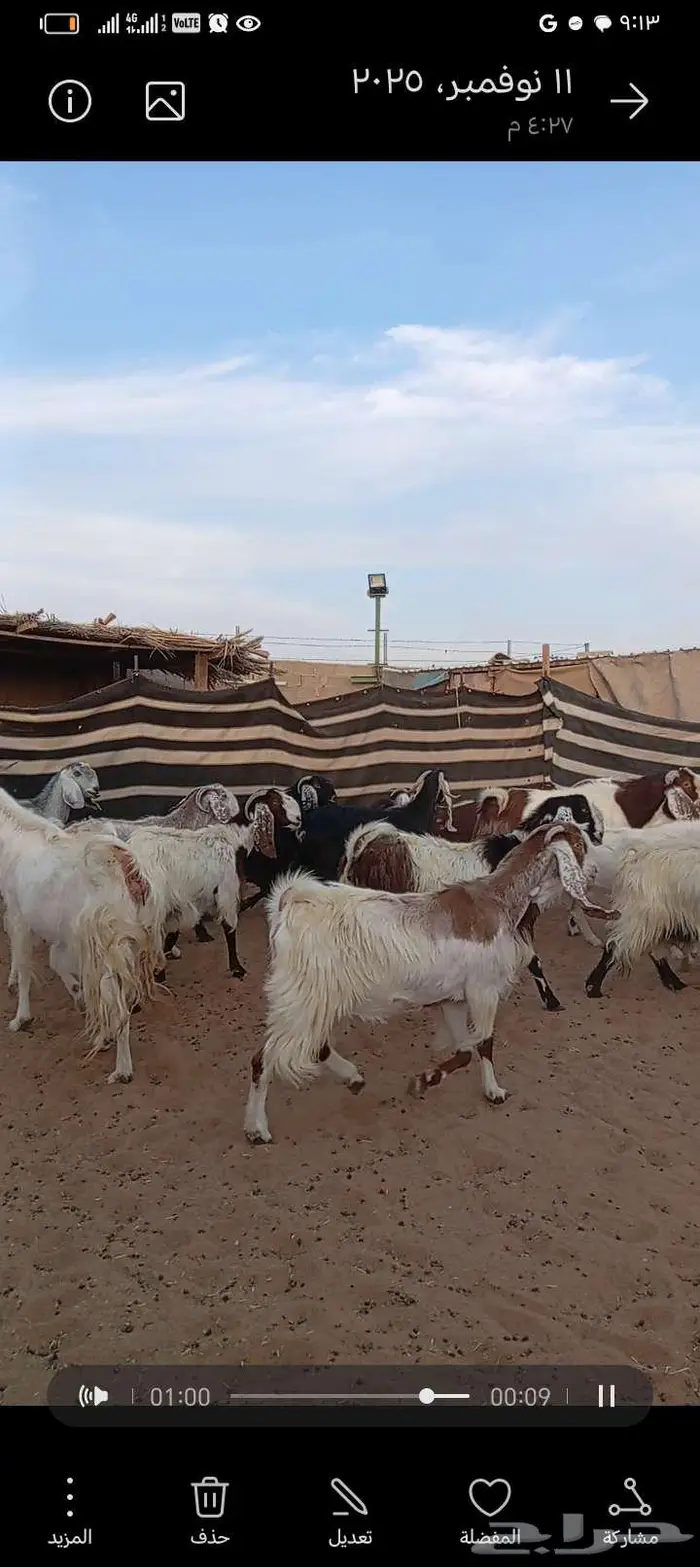 للبيع معزا مشاريك خصم دفيع وحصيب بتولد 6