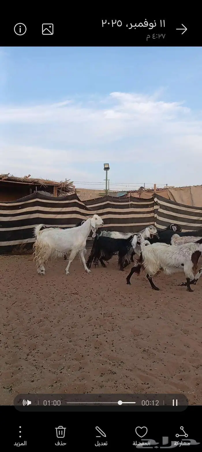 للبيع معزا مشاريك خصم دفيع وحصيب بتولد 8