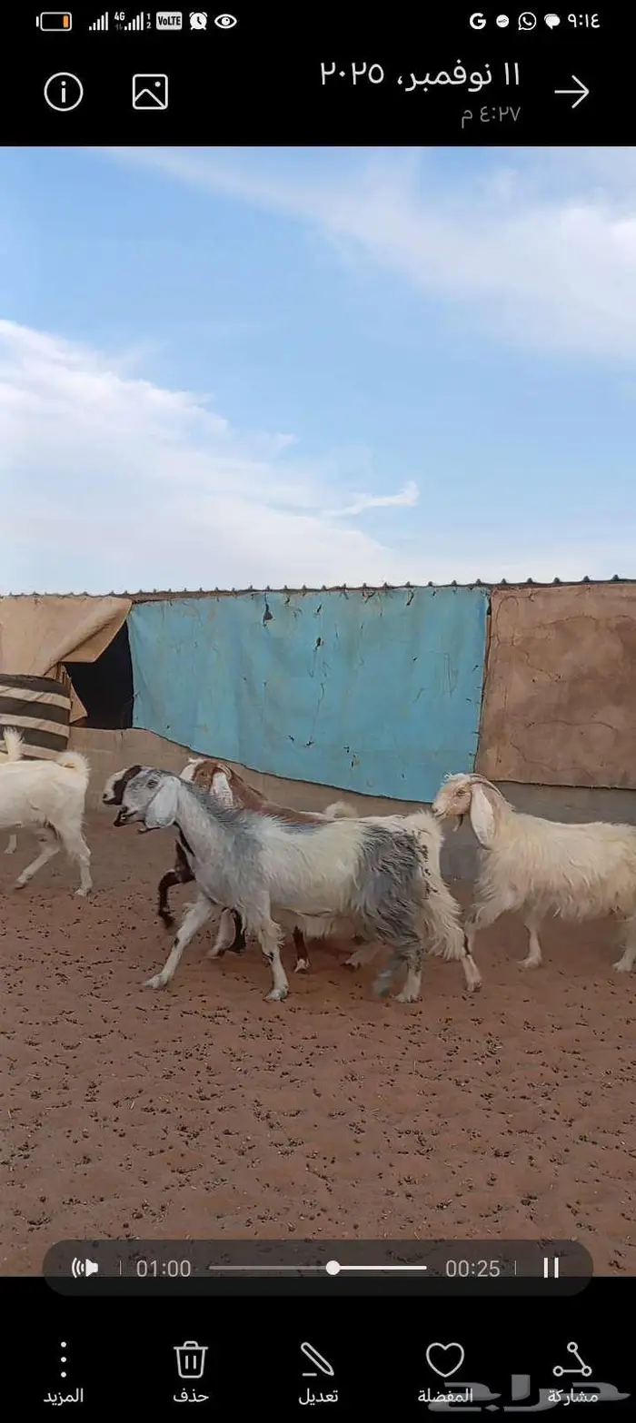 للبيع معزا مشاريك خصم دفيع وحصيب بتولد 7