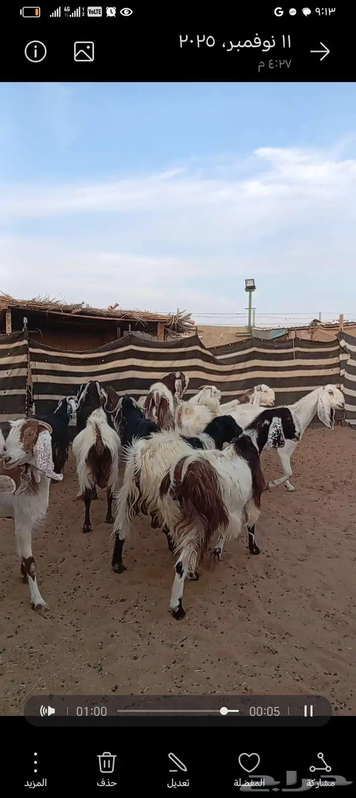 للبيع معزا مشاريك خصم دفيع وحصيب بتولد 9