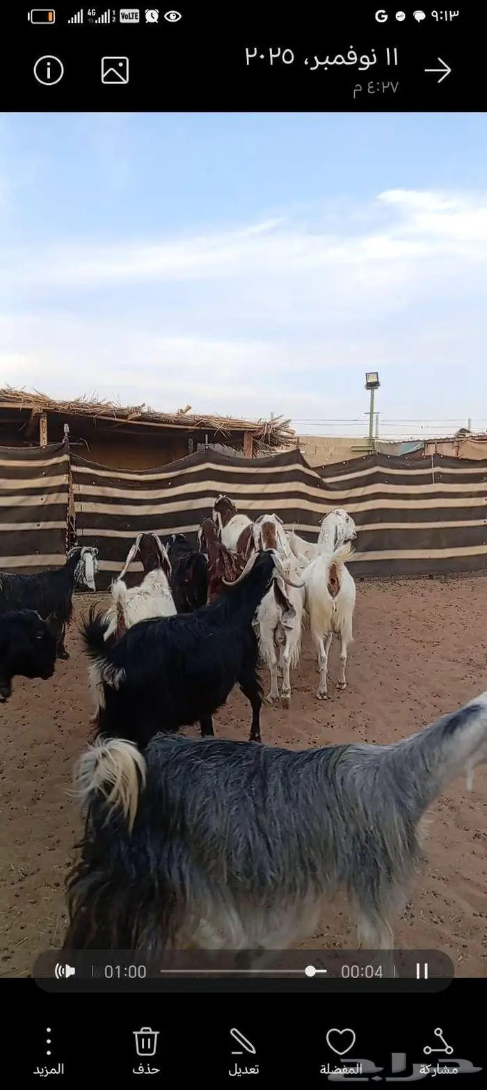 للبيع معزا مشاريك خصم دفيع وحصيب بتولد 10