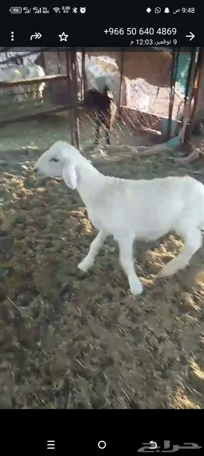 طلي حري العمر 3شهور تم البيع الله بارك البايع والمشتري 1