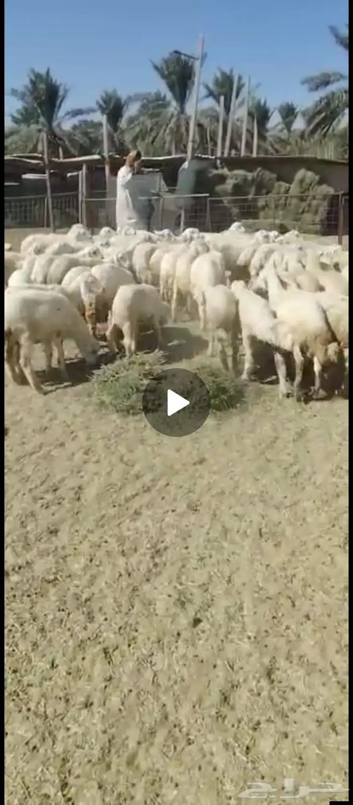 بهم حري. تربية رمضان 0