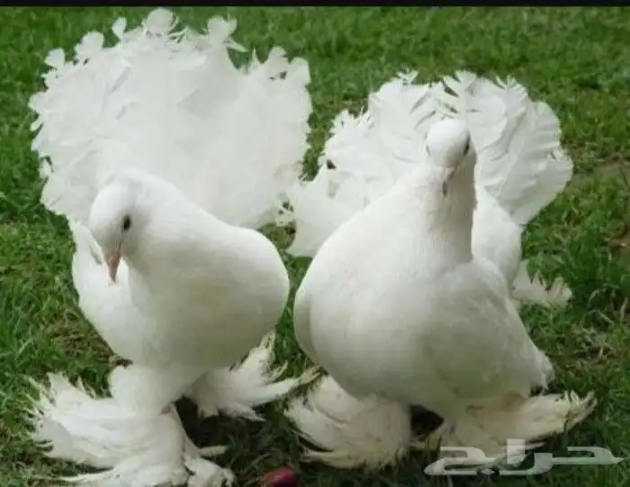 جوز حمام زينه لهواة الطيور الموقع الرياض حي النسيم الغربي 0