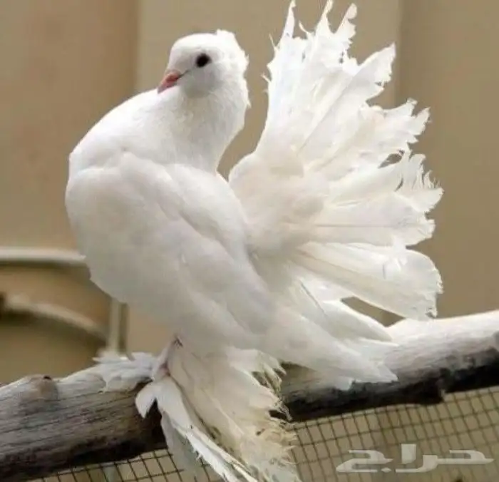 جوز حمام زينه لهواة الطيور الموقع الرياض حي النسيم الغربي 1
