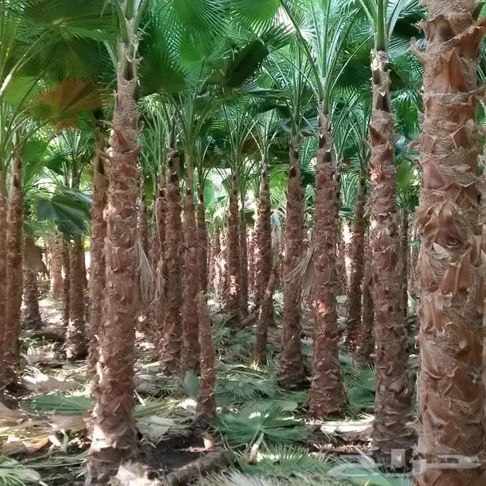 نخل واشنطني زينه امريكي ابومروحه 3