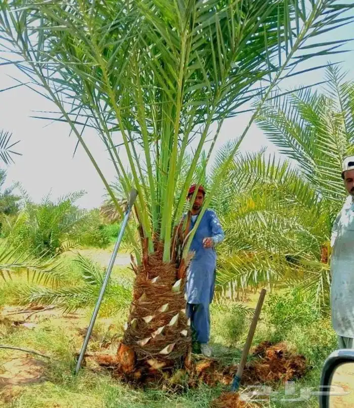 نخل للبيع نخيل مثمر فاخر نقايل خلاص سكري صقعي برحي شيشي سلج 0