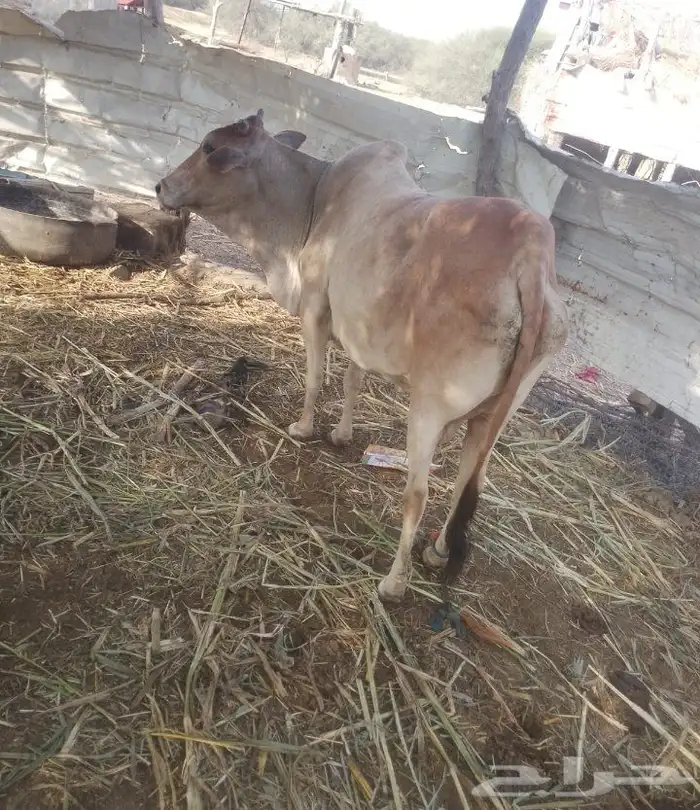 بقره للبيع الصامل يدق علي 1