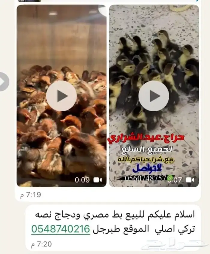 اسلام عليكم للبيع صيصان دجاج وصيصان بط مصري 0