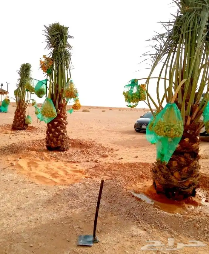 نخل واشنطني نخل مثمر نقايل اخلاص سكري صقعي شيشي هلالي مجدول 6