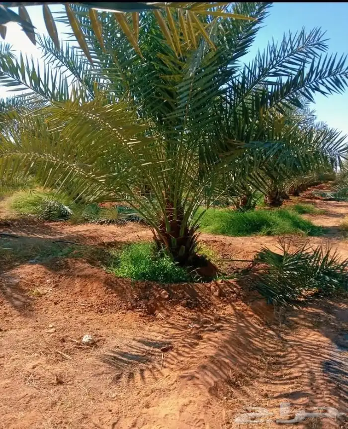 نخل للبيع نخيل مثمر فاخر نقايل خلاص سكري صقعي برحي شيشي سلج 4