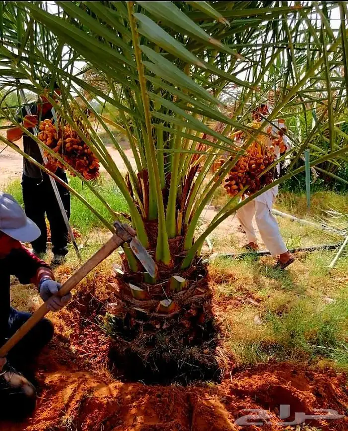 نخل مثمر نخل نقايل واشنطني اخلاص سكري برحي صقعي شيشي هلالي 0