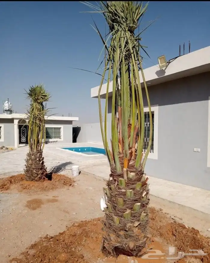 نخل للبيع نخيل مثمر فاخر نقايل خلاص سكري صقعي برحي شيشي سلج 3