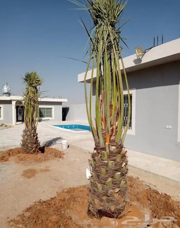 نخل واشنطني نخل مثمر نقايل اخلاص سكري صقعي شيشي هلالي مجدول 7