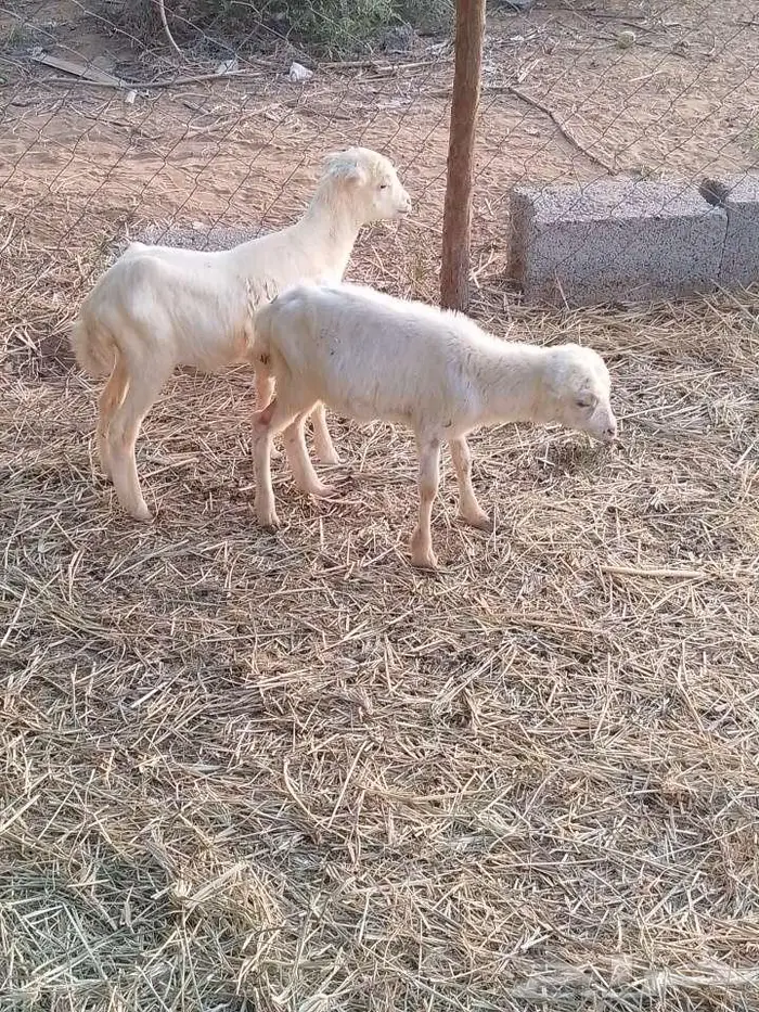 رخيل تربيه بلدي 0