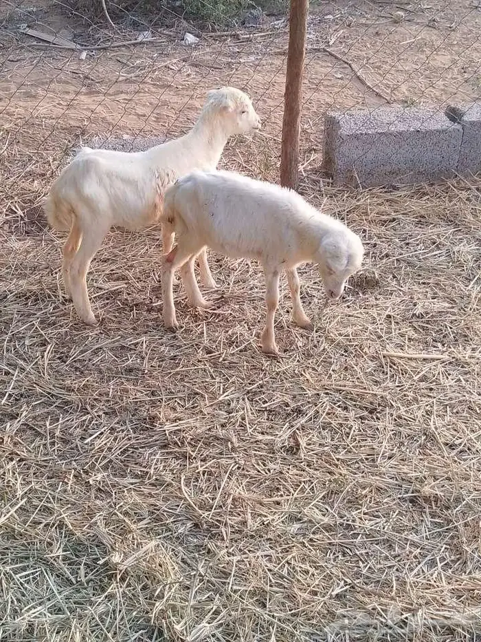 رخيل تربيه بلدي 1