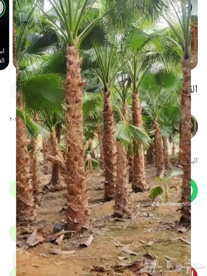 نخل واشنطني درجه اولى 0