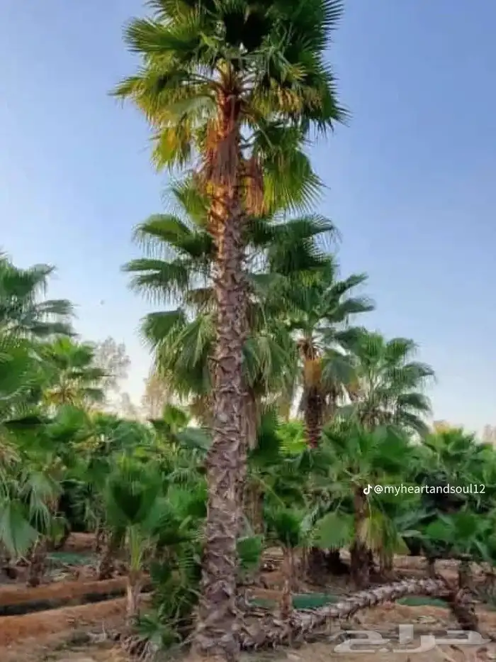 نخل واشنطني درجه اولى 2