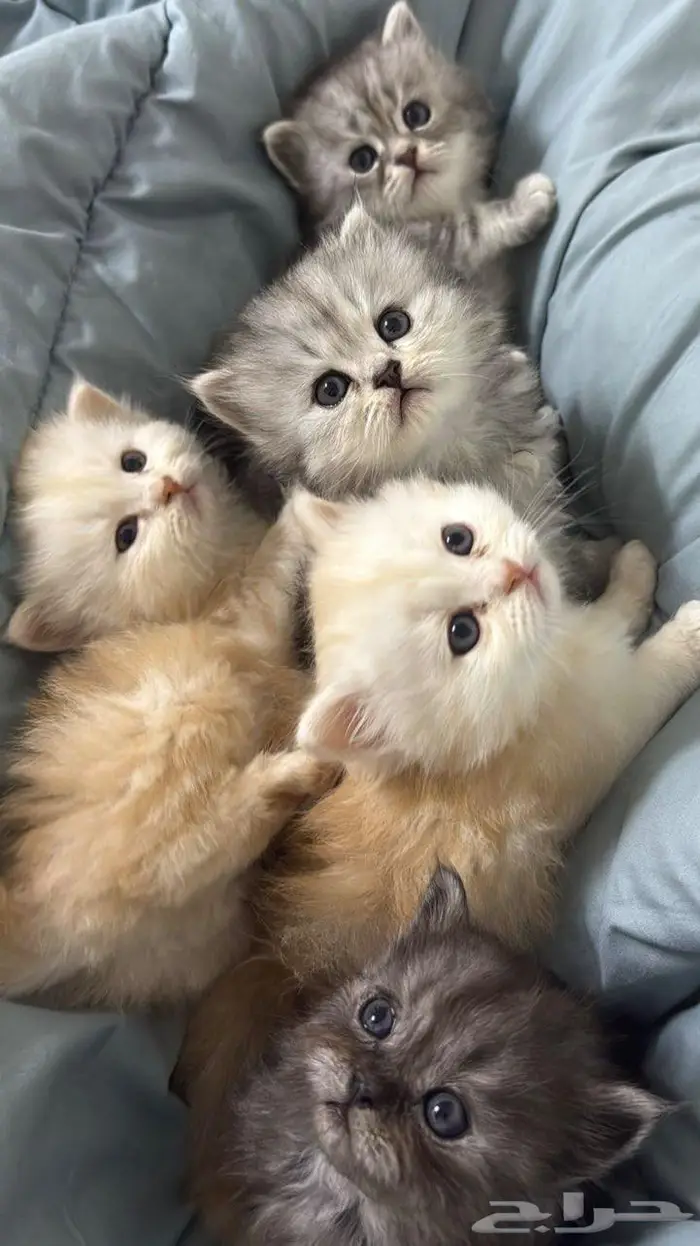 بيع قطط شيرازي بيور 0