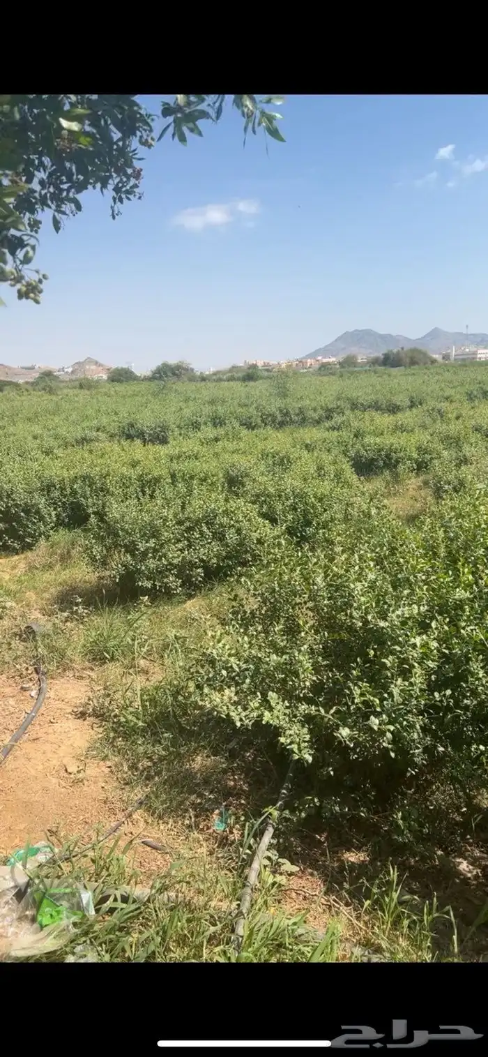 حناء-سدر-وسمة 0