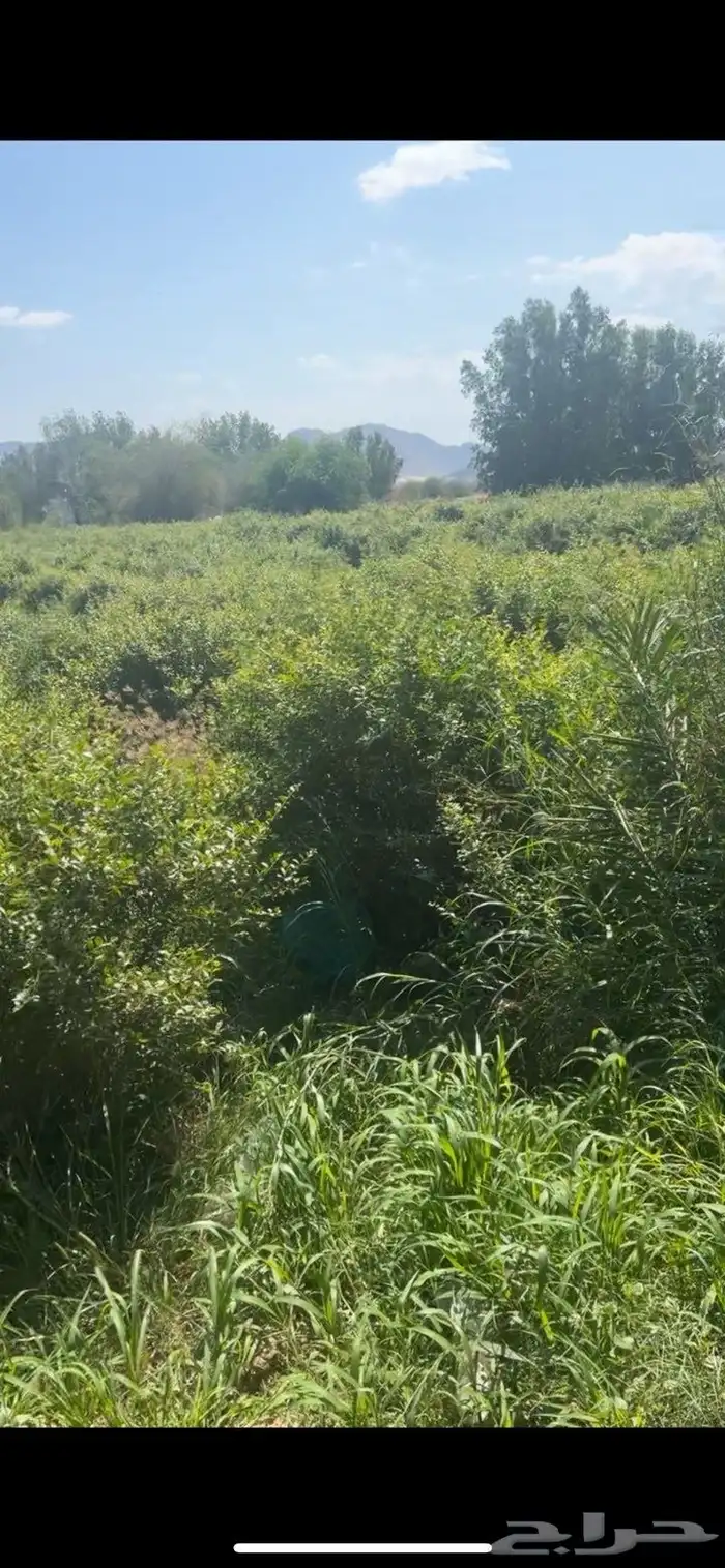 حناء-سدر-وسمة 1