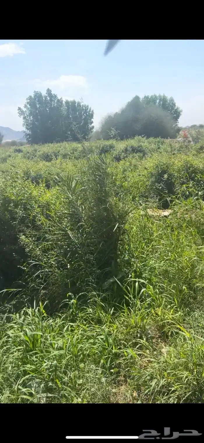 حناء-سدر-وسمة 2