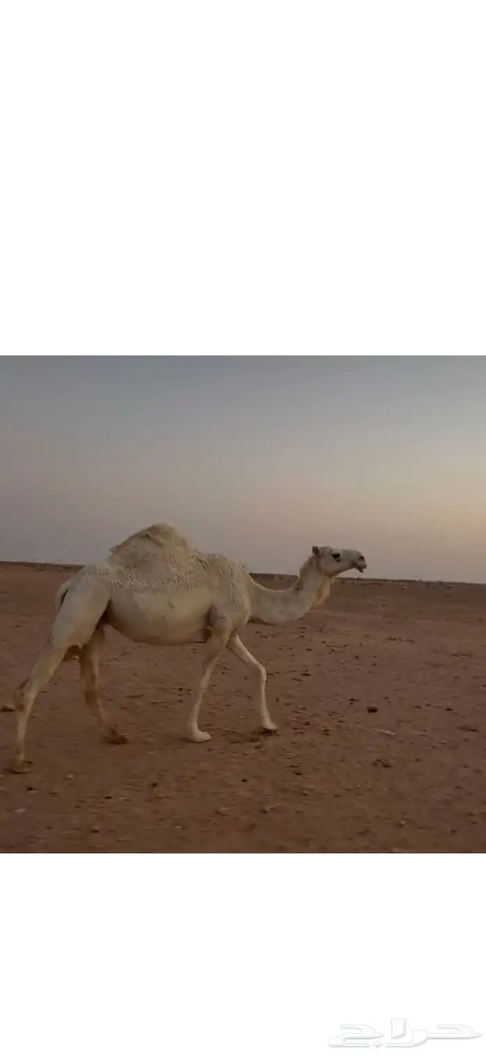 ضروبه الساس تماميه الناقه طيبه 1