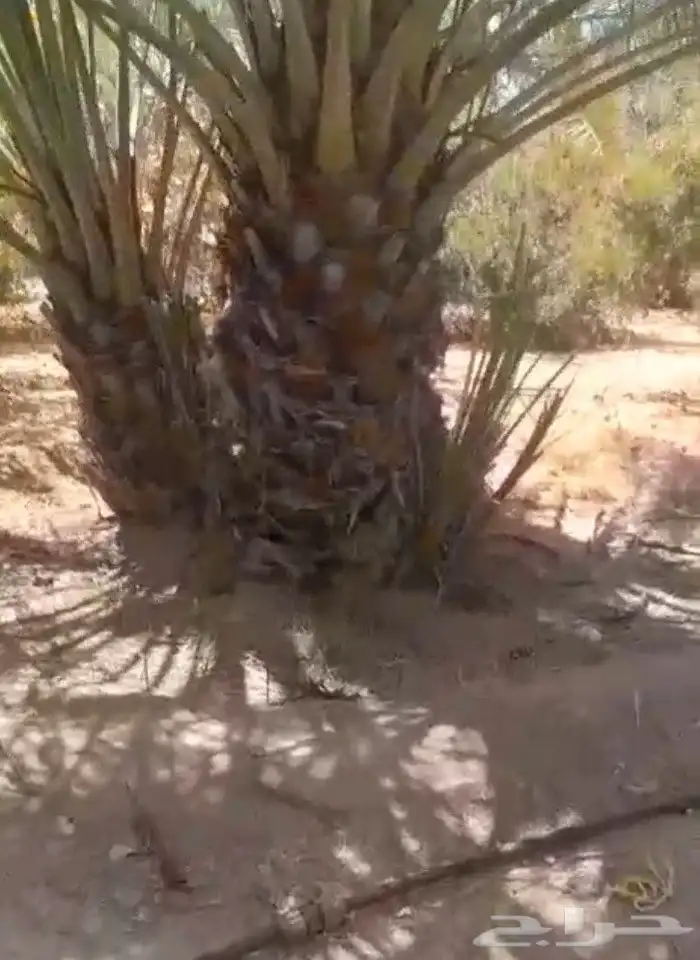 يوجد لدينا فروخ نخل ونقايل دخيني خلاص هلالي حشيشي برحي 3