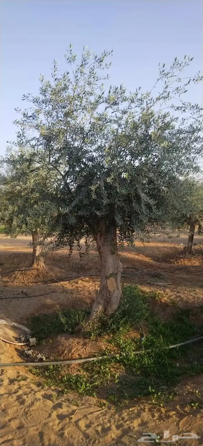اشجار زيتون معمر 4
