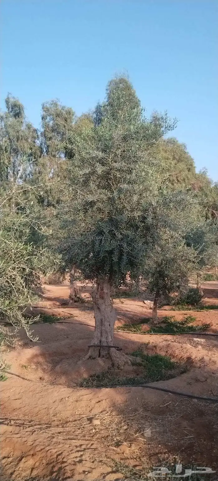 شجر الزيتون المعمر والمفرع جميع المقاسات متوفره 4