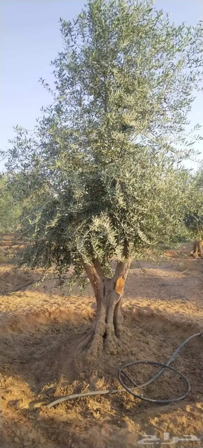 اشجار زيتون معمر 5