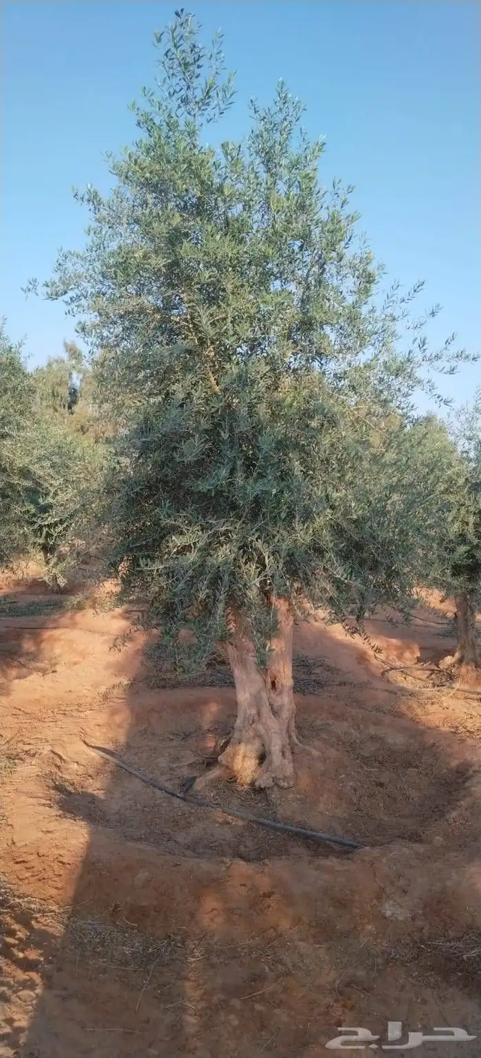 اشجار زيتون معمر 3