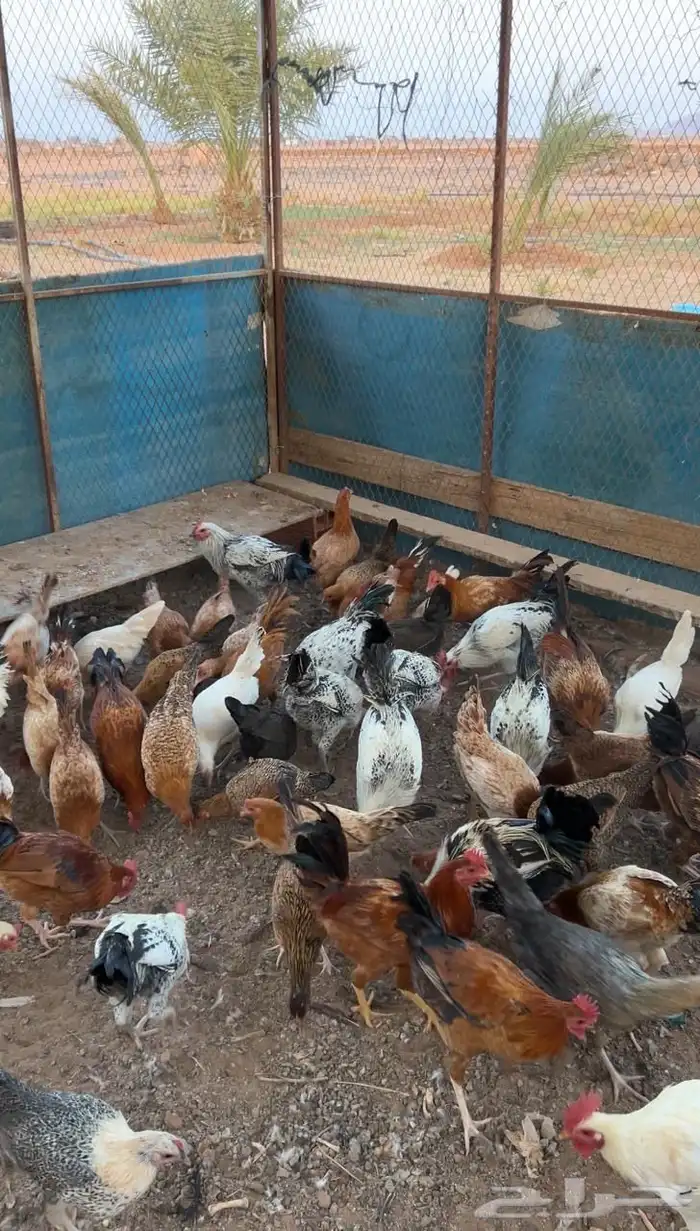 دجاج بلدي مشروع للتربية بشاير 1