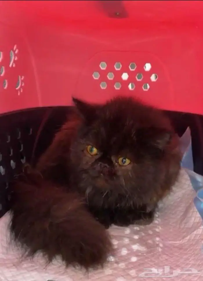 قطه ضايعه اوحاب يتبنى 0