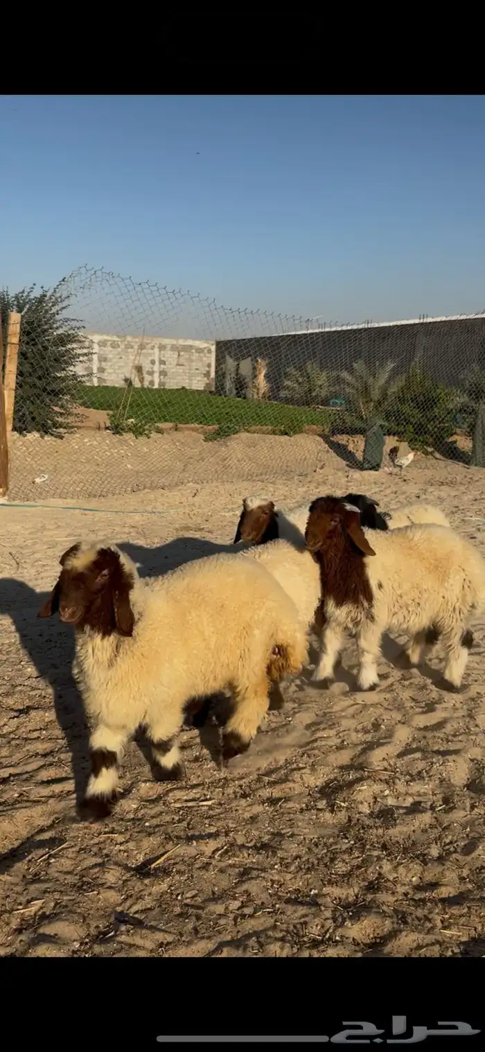 ذبايح هرافي نعيمي بلدي 0