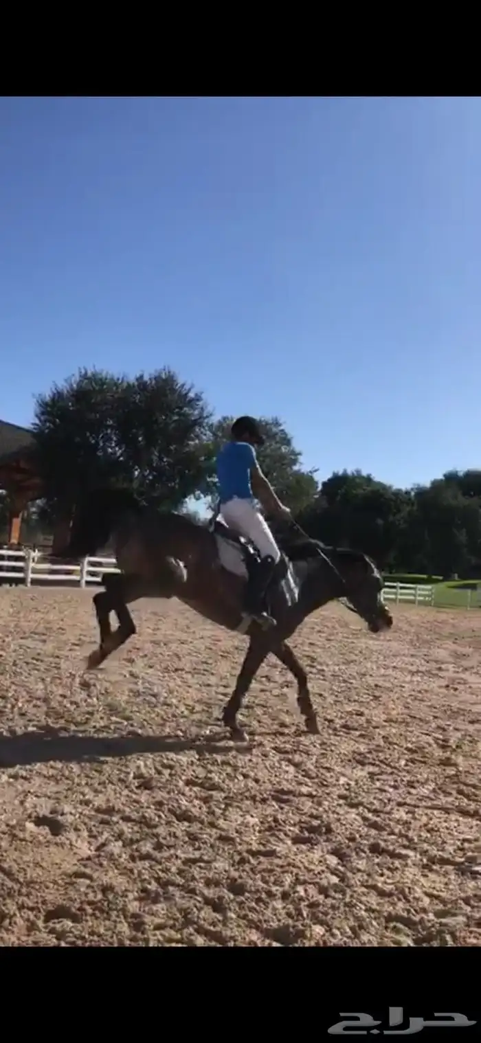 مدرب فروسية تعليم اساسيات ركوب الخيل قفز الحواجز عسف الامهار 4