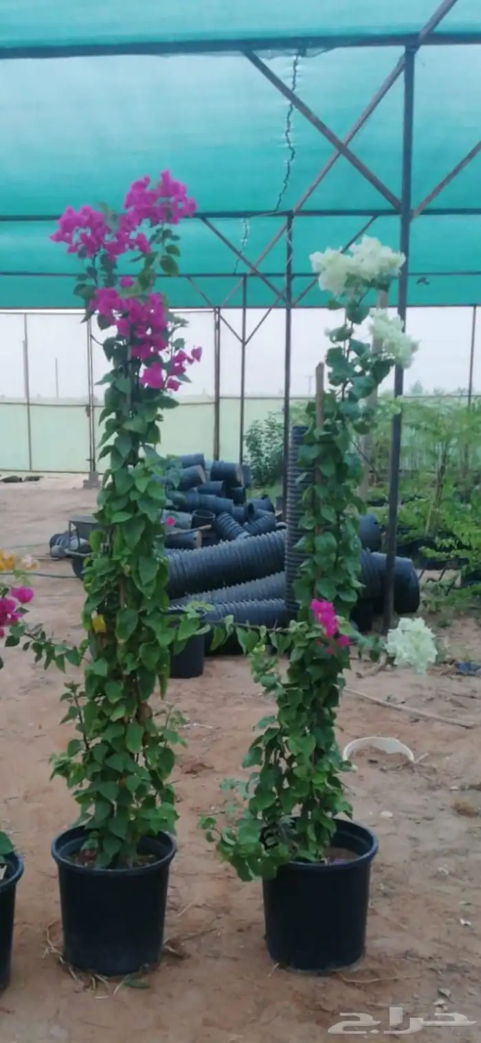 مشاتل الرياض للاشجار 1