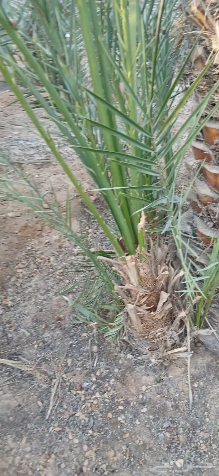 فسايل نخيل حوشانه للبيع 1