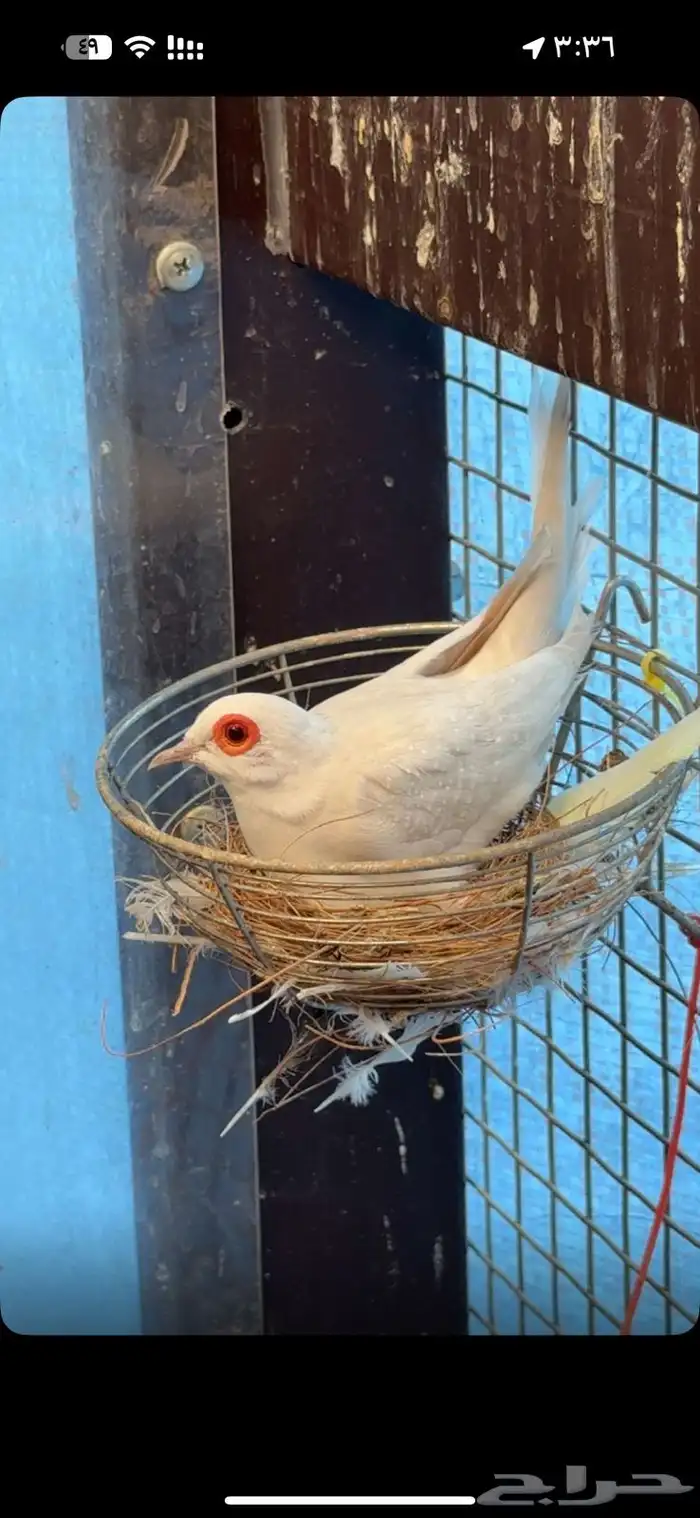 ثلاثة اجوز يمام ماسي دايموند دوف 1