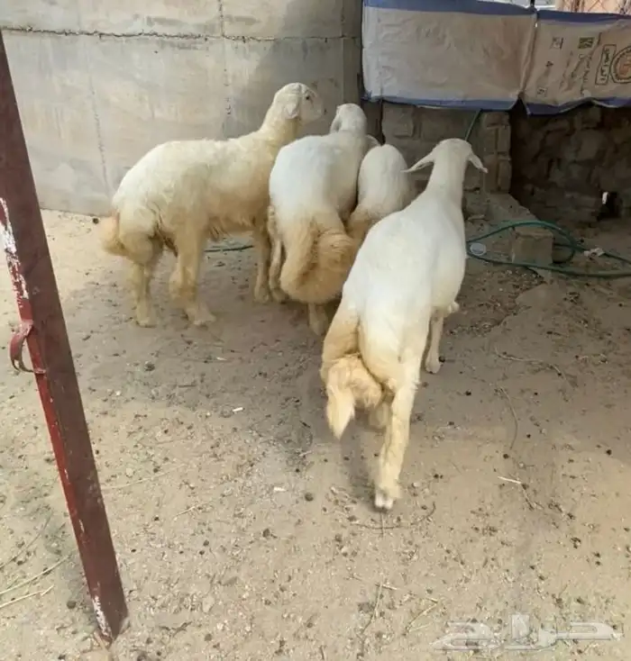 خرفان سمان ونظاف(تم البيع) 0