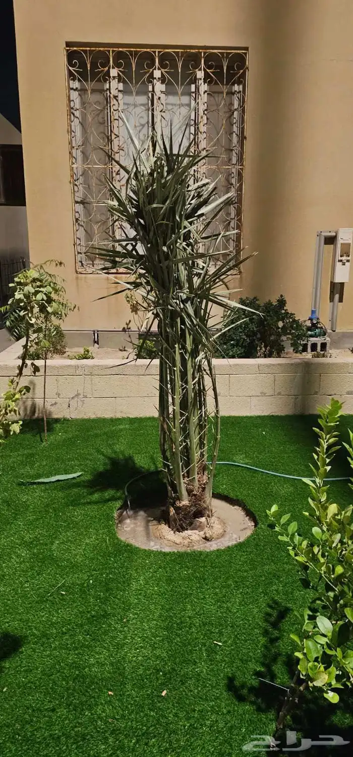 مشاءالله تبارك الله نخل طيب 0