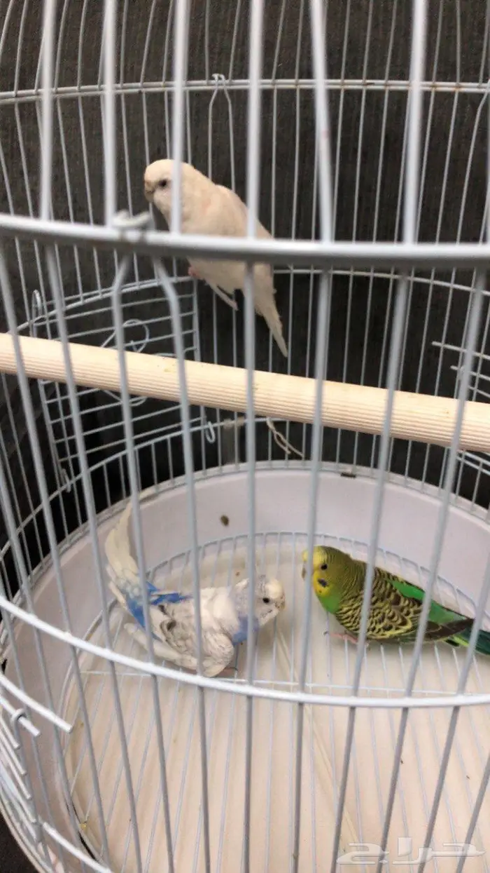 طيور بادجي 0