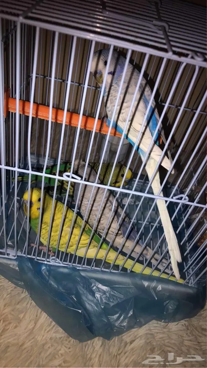 طيور بادجي 2