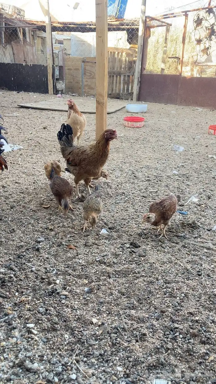 دجاجه مفرخه للبيع 0