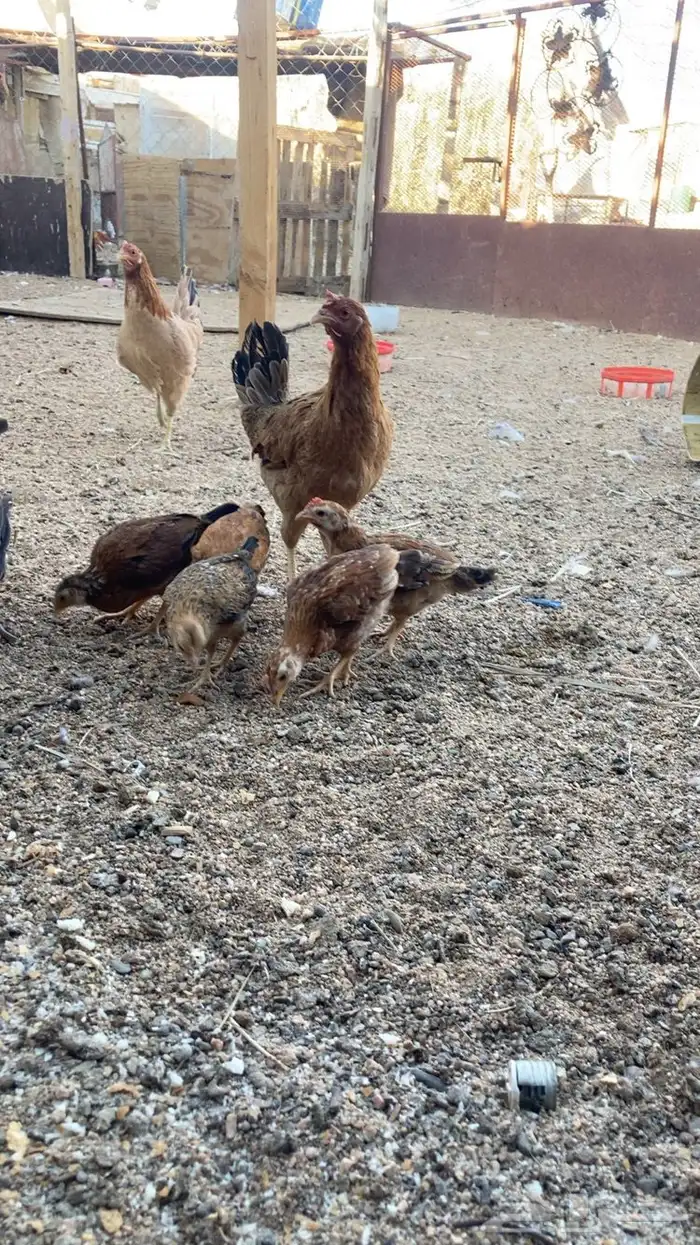 دجاجه مفرخه للبيع 1